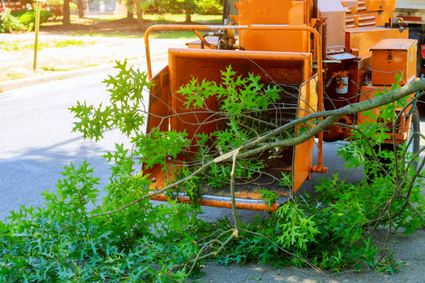 Best Tree Cutting Near Me  in USA